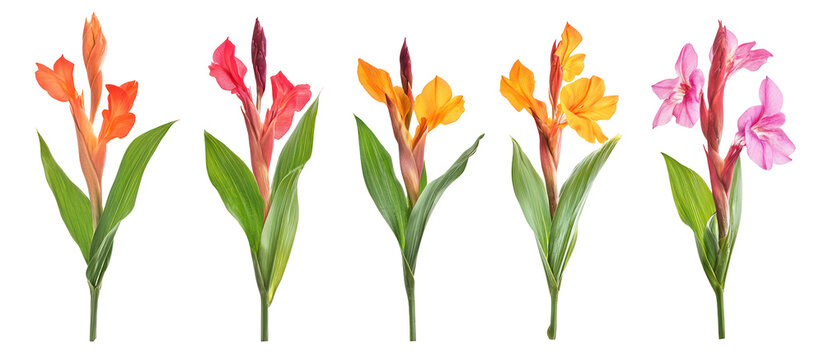 Canna indica, Indian shot or African arrowroot edible canna on transparent background