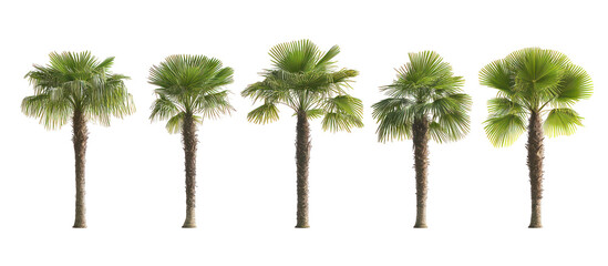 Chamaerops humilis, European fan palm or the Mediterranean dwarf palm on transparent background