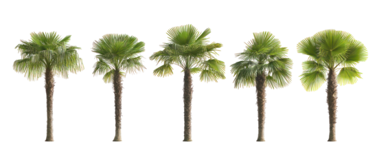 Chamaerops humilis, European fan palm or the Mediterranean dwarf palm on transparent background