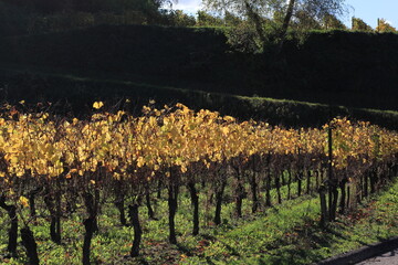 Golden Autumn in Vineyards near Kenzingen
