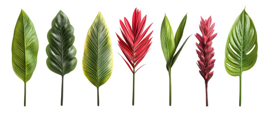 Cyrtostachys renda, commonly known as red sealing wax palm on transparent background