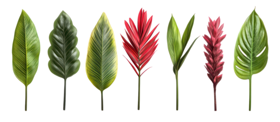 Cyrtostachys renda, commonly known as red sealing wax palm on transparent background