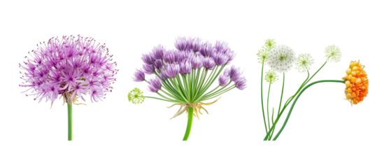 Daucus carota and Allium cepa frontal view on transparent background