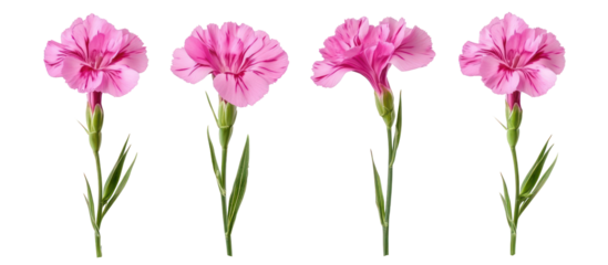 Digitalis purpurea, the foxglove or common foxglove flower on transparent background
