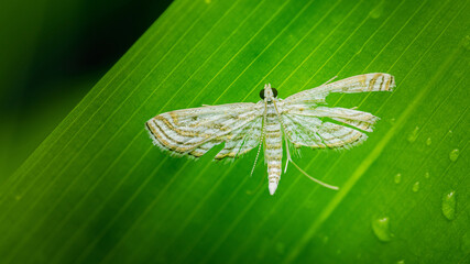 White plume moth resting on green leaf