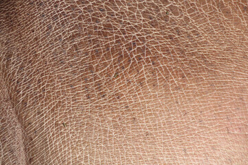 Hippopotamus skin texture showing thick, wrinkled, leathery surface. Ideal for wildlife education, zoology, conservation themes, animal anatomy studies, natural textures, backgrounds.