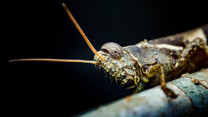 Grasshopper head close-up showing compound eye and antennae