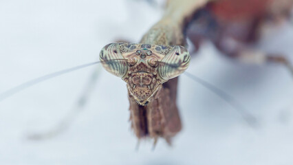 Praying mantis head showing intricate compound eyes