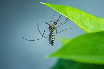 Aedes aegypti mosquito hanging from green leaf