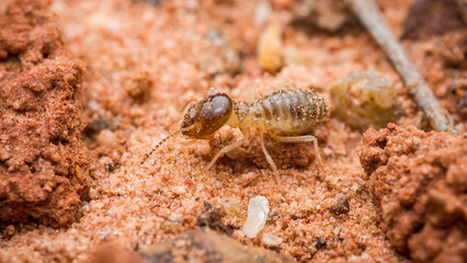 Termite soldier crawling on sandy soil looking for food