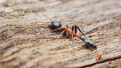 Fototapeta premium Small ant crawling on wooden surface