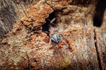 Ant worker emerging from nest hole in wood