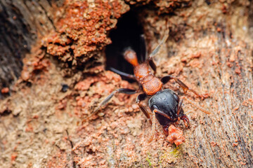 Ant carrying food exploring entrance of wood nest