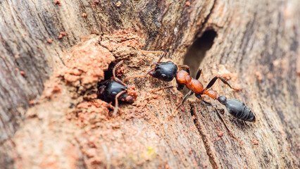 Ant colonizing tree creating nest entrance close-up