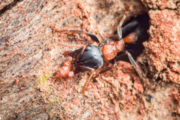 Ant worker carrying food entering nest hole