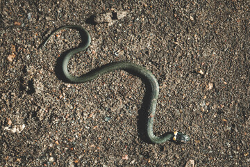 Top view of a wild snake camouflaged on a sandy gravel surface. Already snake. Snake in the wild.
