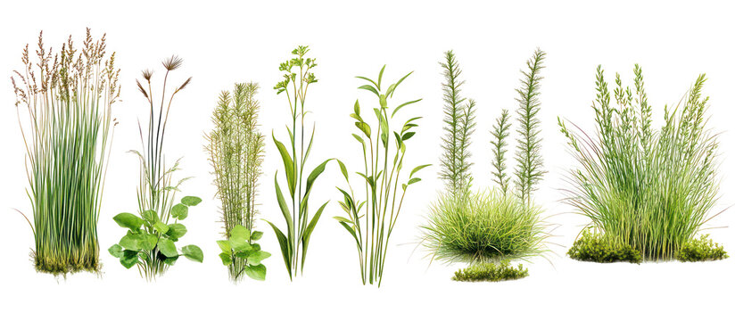 Equisetum hyemale and Juncus effusus on transparent background