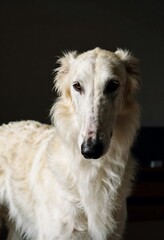 The Contemplative Borzoi