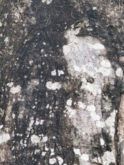 Rough Tree Bark Texture with Black and White Moss Patches