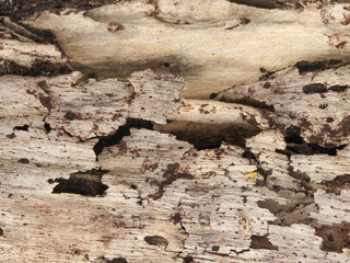 Decaying Wood Texture with Organic Patterns and Rough Surface