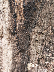 Rough tree bark texture background with natural wooden detail