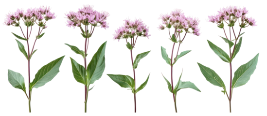 Eupatorium purpureum, commonly known as purple Joe-Pye weed on transparent background