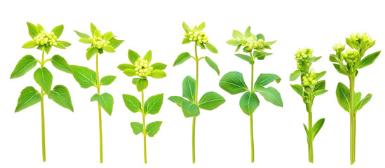 Euphorbia palustris, the marsh spurge or marsh euphorbia on transparent background