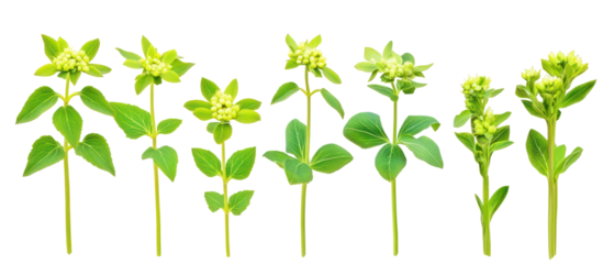 Euphorbia palustris, the marsh spurge or marsh euphorbia on transparent background