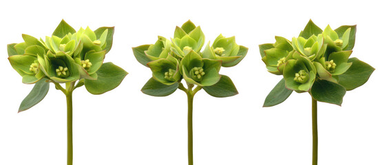 Euphorbia palustris, the marsh spurge or marsh euphorbia on transparent background