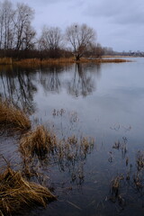 Quiet autumn lakeside landscape with bare trees, reed beds and calm water reflecting an overcast sky. Natural wetland scenery with muted tones, peaceful atmosphere