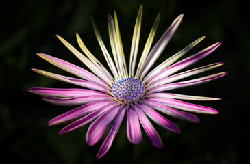 pink  daisy flower in the garden
