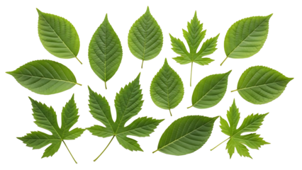 Collection of green leaves on transparent background