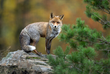 Obraz premium Red Fox ( Vulpes vulpes ) close up