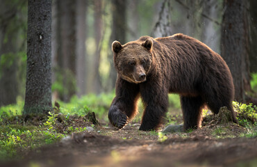 Wild brown bear ( Ursus arctos )