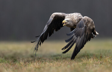 White tailed eagle ( Haliaeetus albicilla)