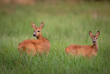 Roe deer female and young one ( Capreolus capreolus )