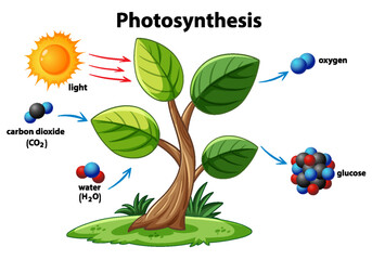 Photosynthesis Process Illustrated with Molecular Elements