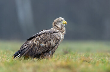 White tailed eagle ( Haliaeetus albicilla)