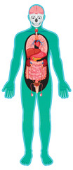 Human Body Diagram with Internal Organs and Skeleton