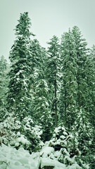 Snow Covered Evergreen Pine Trees