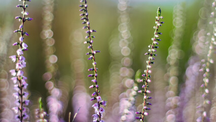 Macro de fleurs de bruy&egrave;re, en automne