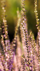 Macro de fleurs de bruy&egrave;re, en automne