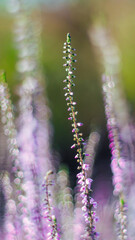 Macro de fleurs de bruy&egrave;re, en automne