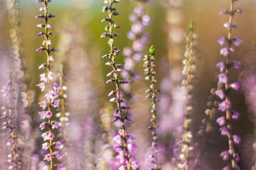 Macro de fleurs de bruy&egrave;re, en automne