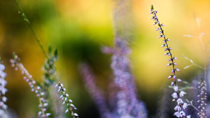 Macro de fleurs de bruy&egrave;re, en automne