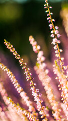 Macro de fleurs de bruy&egrave;re, en automne