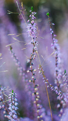 Macro de fleurs de bruy&egrave;re, en automne