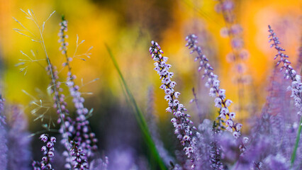 Macro de fleurs de bruy&egrave;re, en automne