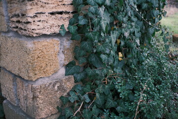 Close-up of green ivy climbing an old stone wall of an abandoned building. Natural texture of leaves and weathered masonry, urban nature concept, decay and growth contrast, calm muted tones.
