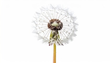 Dandelion Seed Head.